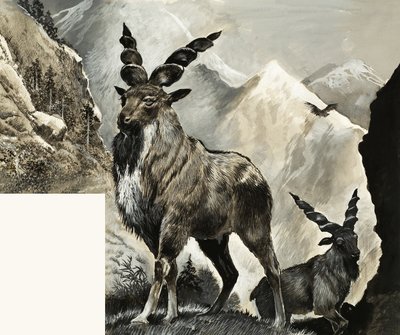 जंगली जीवन खतरे में: बहुत देर हो चुकी है द्वारा अंग्रेजी स्कूल