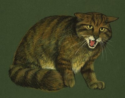 Wildcat द्वारा English School