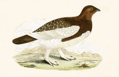 विलो ग्रूसे, चार्ल्स रॉबर्ट ब्री (1811-86) द्वारा &39;द ए हिस्ट्री ऑफ बर्ड्स ऑफ नॉट अ ऑब्जर्व्ड इन द ब्रिटिश आइल&39; का चित्रण, 1867 (रंग लिथो) प्रकाशित द्वारा अंग्रेजी स्कूल