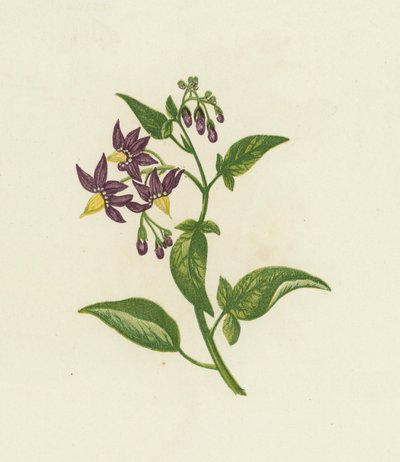 वुडी नाइटशेड, या बिटर स्वीट, सोलनम डलकैमारा (कलर लिथो) द्वारा अंग्रेजी स्कूल