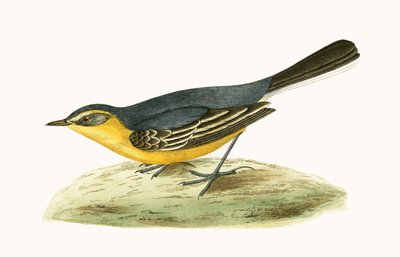 येलो हेडेड वागेट, चार्ल्स रॉबर्ट ब्री (1811-86) द्वारा प्रकाशित &39;ए हिस्ट्री ऑफ बर्ड्स ऑफ बर्ड्स नॉट अ ऑब्जर्व्ड इन द ब्रिटिश आइल&39;, 1867 से प्रकाशित द्वारा अंग्रेजी स्कूल