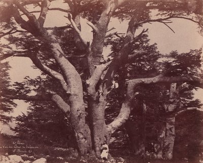 माउंट लेबनान। सोलोमन के देवदारों में से एक का ट्रंक, 1850-53। द्वारा अर्नेस्ट बेनेके