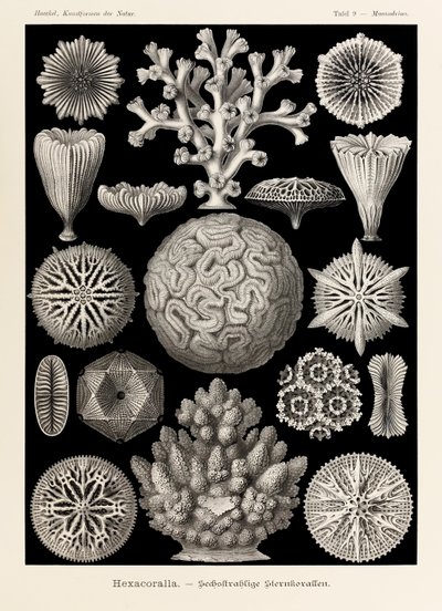  द्वारा Ernst Haeckel