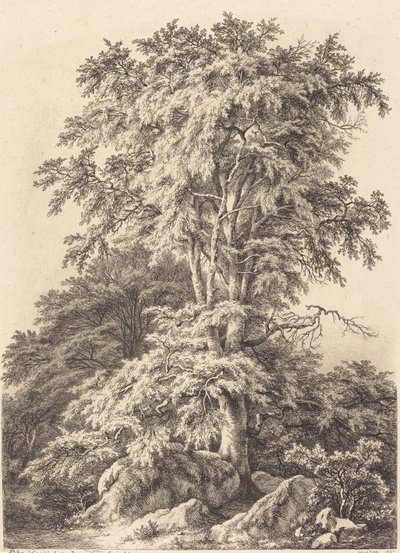 बीच ग्रोव, 1840। द्वारा यूजीन ब्लेरी