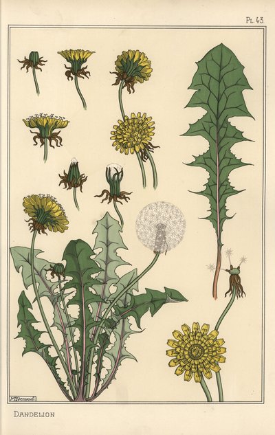 सिंहपर्णी वनस्पति अध्ययन द्वारा Eugene Grasset