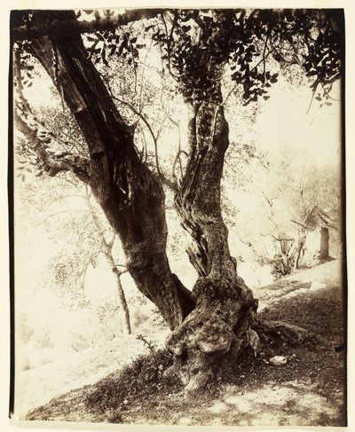 ओलिवियर, नीस, सी। 1900 द्वारा यूजेन एटगेट