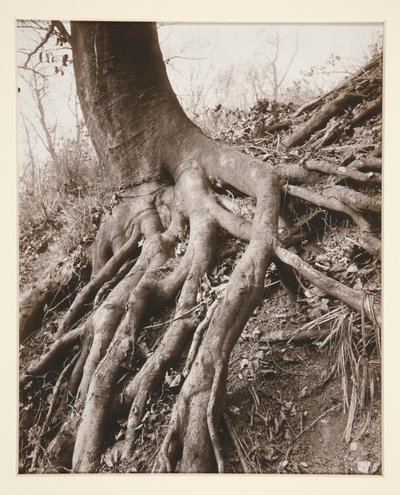  द्वारा यूजेन एटगेट