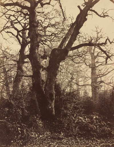 ट्री स्टडी, फॉनटेनब्लियू, 1860। द्वारा यूजेन क्यूवेलियर