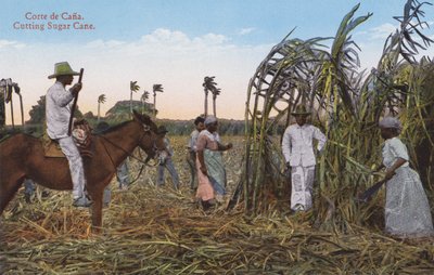  द्वारा यूरोपीय फोटोग्राफर
