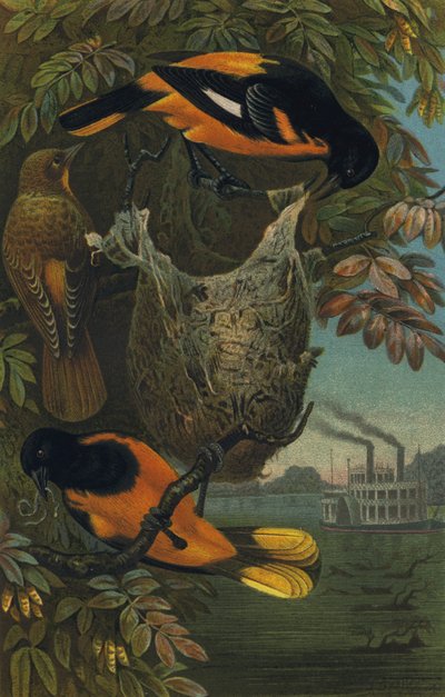 Baltimorevogel द्वारा यूरोपीय स्कूल