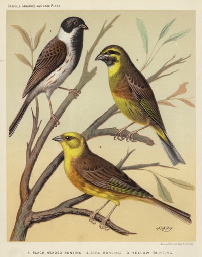 ब्लैक हेडेड बंटिंग, Cirl Bunting, येलो Bunting द्वारा यूरोपीय स्कूल