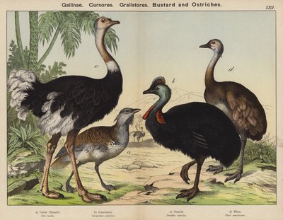 Gallinae, Cursores, Grallatores, बस्टर्ड और शुतुरमुर्ग (रंग लिथो) द्वारा यूरोपीय स्कूल