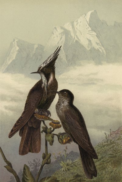 Helmkolibri द्वारा यूरोपीय स्कूल