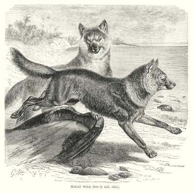  द्वारा यूरोपीय स्कूल