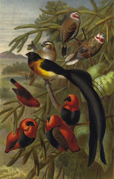 Webervogel द्वारा यूरोपीय स्कूल
