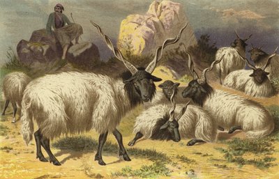 Zackelschaf द्वारा यूरोपीय स्कूल