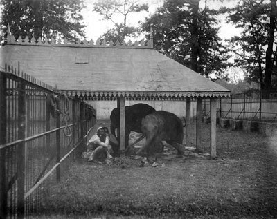 हाथी, अलीपुर, भारत, 1905-1906 द्वारा FL पीटर्स