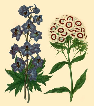 लार्क्सपुर और स्वीट विलियम: डेल्फीनियम एलाटम और डायनथस बरबटस, 1805, 1946। द्वारा एफ सनसोम