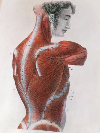 जूल्स जर्मेन क्लॉकेट (1790-1883) पेरिस, 1825 द्वारा &39;मानव शरीर के मैनुअल वर्णनात्मक शारीरिक रचना&39; से भड़का धड़ द्वारा Feillet