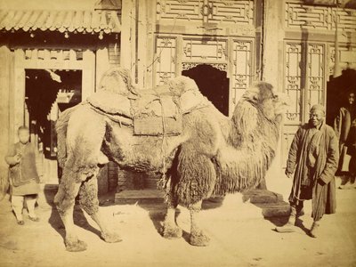 हैंडलर के साथ बैक्ट्रियन कैमल, c.1860 (फोटोग्राव्योर) द्वारा फेलिस बीटो