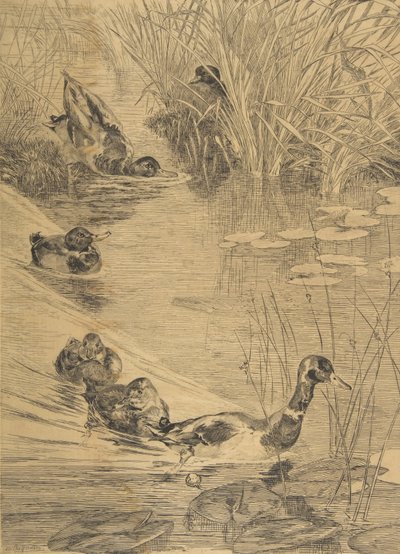 डक फ्रोलिक, 1850-1914। द्वारा फेलिक्स ब्रैकक्मोंड