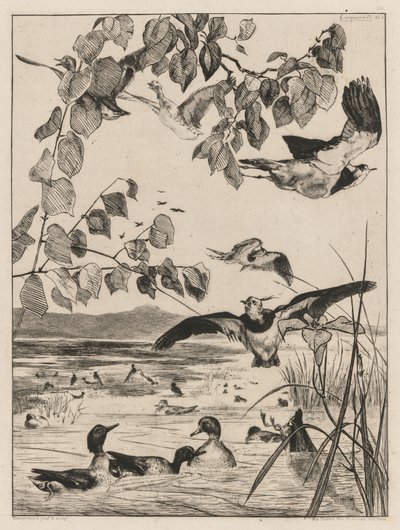 लैपविंग और टील्स, 1862। द्वारा फेलिक्स ब्रैकक्मोंड