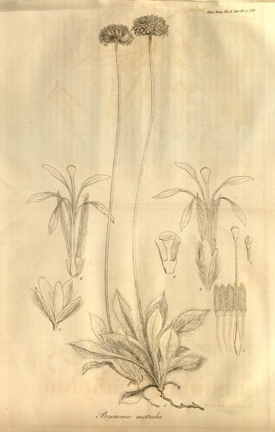 यह टैब है। 1811 में प्रकाशित लिनियन सोसाइटी ऑफ़ लंदन के वॉल्यूम एक्स के लेन-देन में से 28 द्वारा फर्डिनेंड बाउर