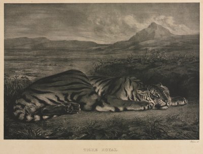 रॉयल टाइगर, 1829। द्वारा फर्डिनेंड विक्टर यूजीन डेलाक्रोइक्स