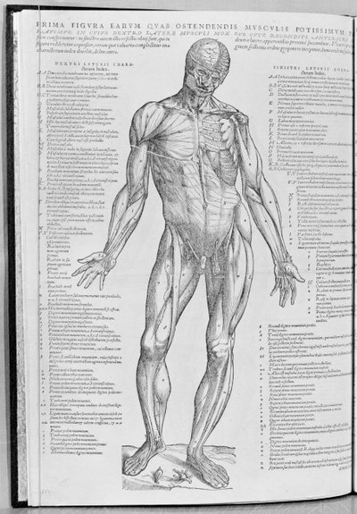 शारीरिक अध्ययन, से Andreas Vesalius द्वारा मानव शरीर डिवाइस पता पुस्तिका (1514-1564) बेसल में, 1543 में प्रकाशित द्वारा फ्लेमिश स्कूल