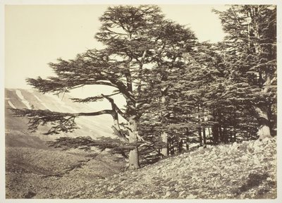 लेबनान के देवदार, सी। 1870. द्वारा फेलिक्स बोनफिल्स