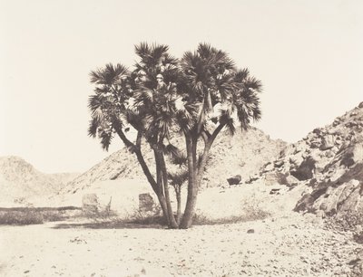 फ़िलेह का परिवेश, नील के पूर्वी तट पर पामियर डौम, 1851-52, 1853-54 मुद्रित। द्वारा फेलिक्स टाइनार्ड