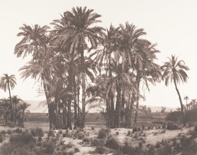 कर्णक, ग्रुप ऑफ़ डेट पाम्स सीन्स फ्रॉम पॉइंट ए, 1851-52, प्रिंटेड 1853-54। द्वारा फेलिक्स टाइनार्ड