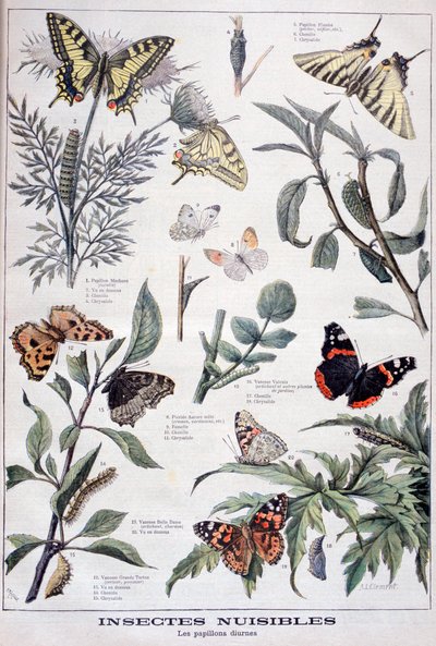हानिकारक कीड़े: दिन के उजाले तितलियों, 1897 द्वारा Fortuné Méaulle