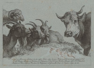 प्रमुखों का अध्ययन: तीन बकरियां, एक बैल और एक राम, प्रकाशित सी। 1783. द्वारा फ्रांसेस्को लंदनियो