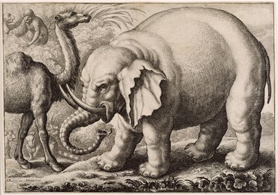 एक हाथी और एक ऊंट, जो Wenceslaus Hollar (1607-77) 1663 द्वारा उकेरा गया था द्वारा फ्रांसिस बार्लो