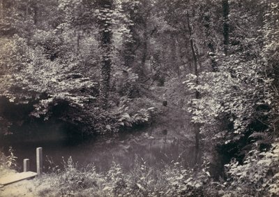 कोल्विन बे। द पूल इन द वुड, 1870s। द्वारा फ्रांसिस बेडफोर्ड