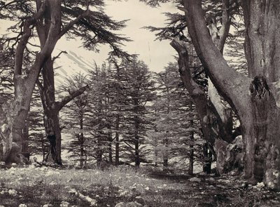 लेबनान के देवदार, सीए। 1857. द्वारा फ्रांसिस फ्रिथ