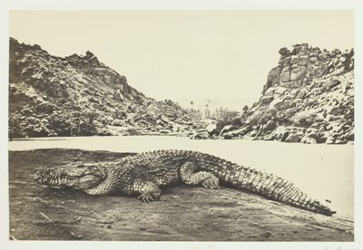 सैंड-बैंक पर मगरमच्छ, 1857। द्वारा फ्रांसिस फ्रिथ