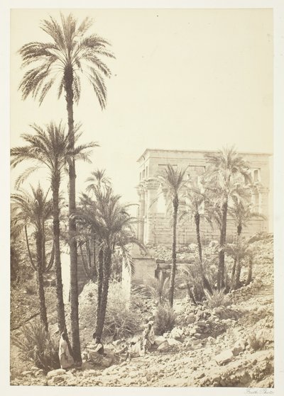 हथेलियों का समूह, 185862। द्वारा फ्रांसिस फ्रिथ