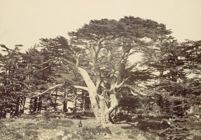 सबसे बड़ा देवदार, माउंट लेबनान, 1857। द्वारा फ्रांसिस फ्रिथ