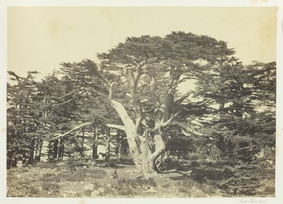 सबसे बड़ा देवदार, माउंट लेबनान, 1857। द्वारा फ्रांसिस फ्रिथ
