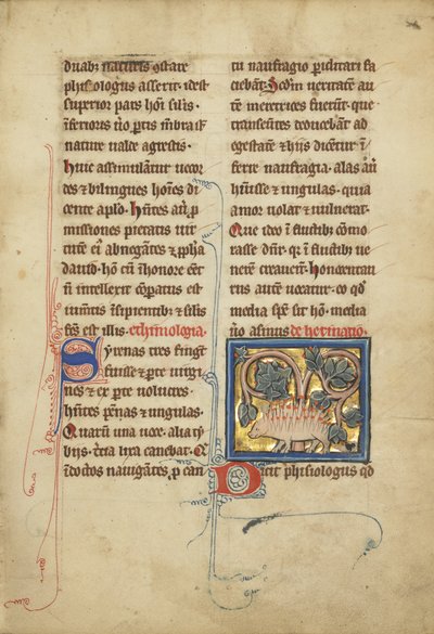 एक बेस्टेयरी सुश्री लुडविग XV 4, फॉल से एक हेजहोग। 82, c.1280-1300 (स्वभाव, कलम और स्याही, सोने की पत्ती और चर्मपत्र पर पेंट) द्वारा फ्रेंको फ्लेमिश स्कूल