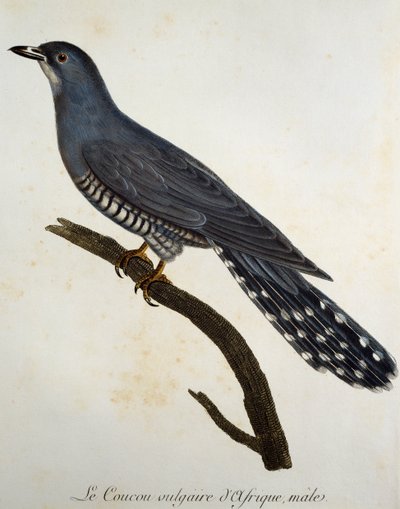 अफ्रीकी कोयल (कुकुलस गुलारिस), फ्रांस्वा ले वैलेन्ट (1753-1824), फ्रांस द्वारा हिस्टोइरे नेचरल डेस ओइसेओ डी'अफ्रिक से उत्कीर्णन द्वारा फ्रेंकोइस ले वैलेन्ट