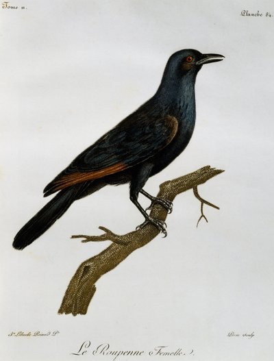 महिला रेड-विंग्ड स्टार्लिंग (ओनिकोग्नाथस मोरियो), हिस्टोइरे नेचरले डेस ओइसो डी'एफ़्रिक से उत्कीर्ण द्वारा फ्रेंकोइस ले वैलेन्ट