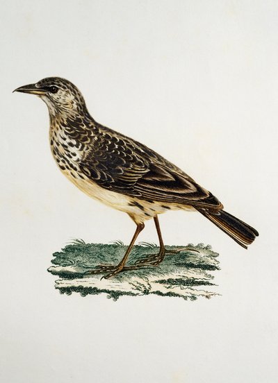 लार्ज-बिल्ड लार्क (गैलेरिडा मैग्नीरोस्ट्रिस), फ्रांकोइस ले वैलेन्ट (1753-1824), फ्रांस द्वारा हिस्टोइरे नेचरल डेस ओइसेओ डी'अफ्रिक से उत्कीर्णन द्वारा फ्रेंकोइस ले वैलेन्ट