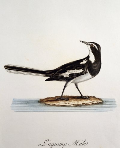 नर अफ़्रीकी पाइड वैग्टेल (मोटासिला एगुइम्प), फ्रांस्वा ले वैलेन्ट (1753-1824), फ्रांस द्वारा हिस्टोइरे नेचरल डेस ओइसो डी'अफ्रिक से उत्कीर्णन द्वारा फ्रेंकोइस ले वैलेन्ट