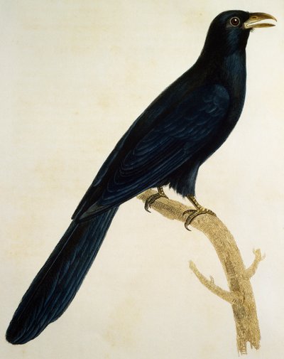फ़्रैंकोइस ले वैलेन्ट (1753-1824), फ़्रांस द्वारा हिस्टोइरे नेचरल डेस ओइसो डी'अफ़्रीक से उत्कीर्ण नर कूकू ए ग्रोस बीक, द्वारा फ्रेंकोइस ले वैलेन्ट