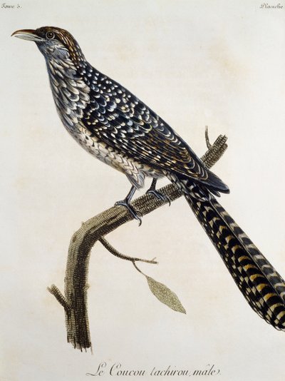फ़्रैंकोइस ले वैलेन्ट (1753-1824), फ़्रांस द्वारा अफ्रीका के पक्षियों के प्राकृतिक इतिहास से उकेरी गई नर कूकोऊ तचिरौ द्वारा फ्रेंकोइस ले वैलेन्ट