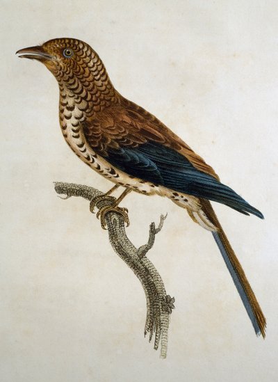 रेड-कैप्ड लार्क (कैलंड्रेला सिनेरिया), फ्रांस्वा ले वैलेन्ट (1753-1824), फ्रांस द्वारा हिस्टोइरे नेचरल डेस ओइसेओ डी'अफ्रिक से उत्कीर्णन द्वारा फ्रेंकोइस ले वैलेन्ट