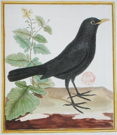 नर फ्रांसीसी ब्लैकबर्ड, जॉर्जेस डू बफन ((1707-88) द्वारा 'हिस्टोइरे नेचरल डेस ओइसो' से 1777 में प्रकाशित (रंगीन उत्कीर्णन) द्वारा फ्रेंकोइस निकोलस मार्टिनेट